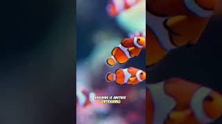Meet the Clownfish | Underwater Cuties #shorts  #animals #wildlife