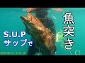サップで魚突きに行ったら、凄いのが獲れた【ナラギョEp.14】アカハタとクエ
