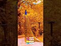 لاتقول عن قلبي قاسي بطريقه مختلفه روعة صوت روعه