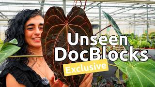 Exclusive DocBlock Anthuriums You've Never Seen Before