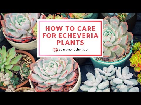 Como crescer Echeveria Plantas