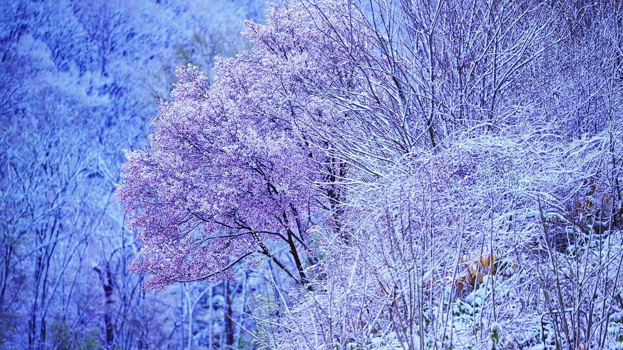 雪と桜｜Snow and Cherry blossoms - YouTube