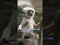 Приняли за своего😱🥹 #животные #обезьяна #monkey #природа #animals #youtubeshorts