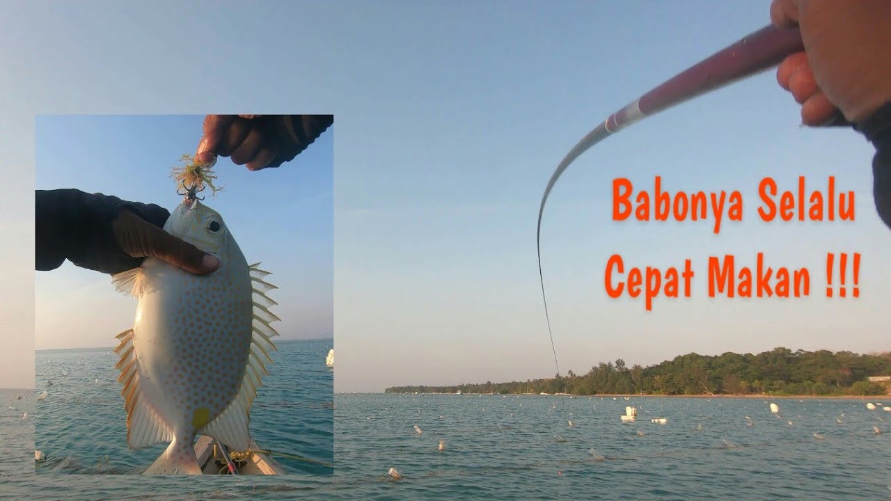 Heraannn !!! Setiap Mancing Disini Kalau Dapat Babon Selalu Cepat Sambarannya