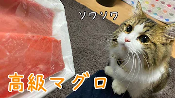 تحميل 猫まぐろ تحميل 猫まぐろ