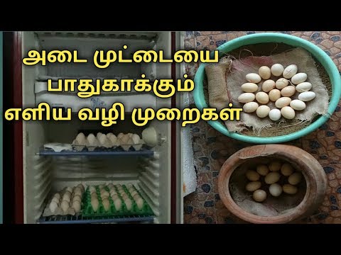 நாட்டு கோழி முட்டையை பாதுகாக்கும் எளிய வழிமுறைகள்.