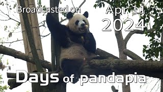 20240411 Broadcast Top Highlights 01 by pandapia HD 195 views 6 days ago 2 minutes, 18 seconds