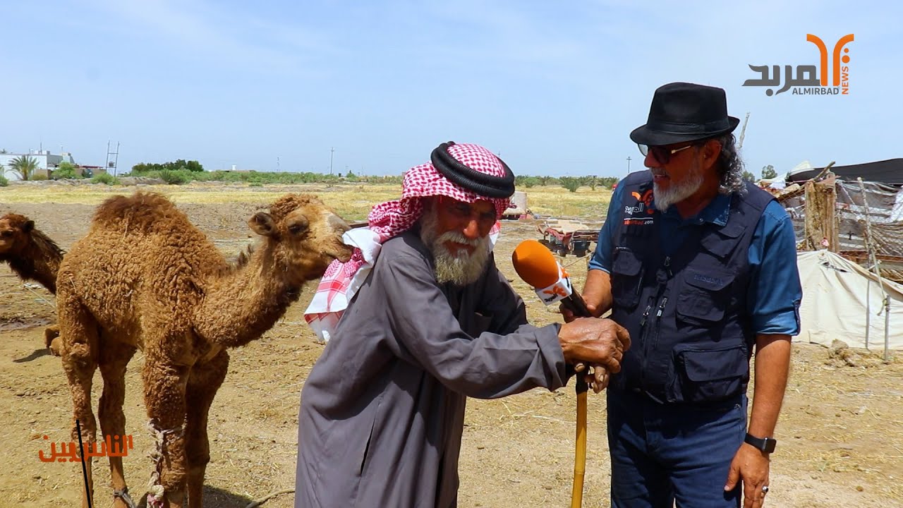 أبو مجبل .. قصة عشق لاتنتهي مع (لطيفة وكالطة وعفرة) #المربد  #بين_الناس
