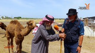 أبو مجبل .. قصة عشق لاتنتهي مع (لطيفة وكالطة وعفرة) #المربد  #بين_الناس