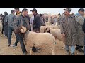 مباشرة من الخميس تاوجطات 13 11 2025 أثمنة الخروف الكسابي والحولي والنعجة والخروفة والماعز فرجة ممتع