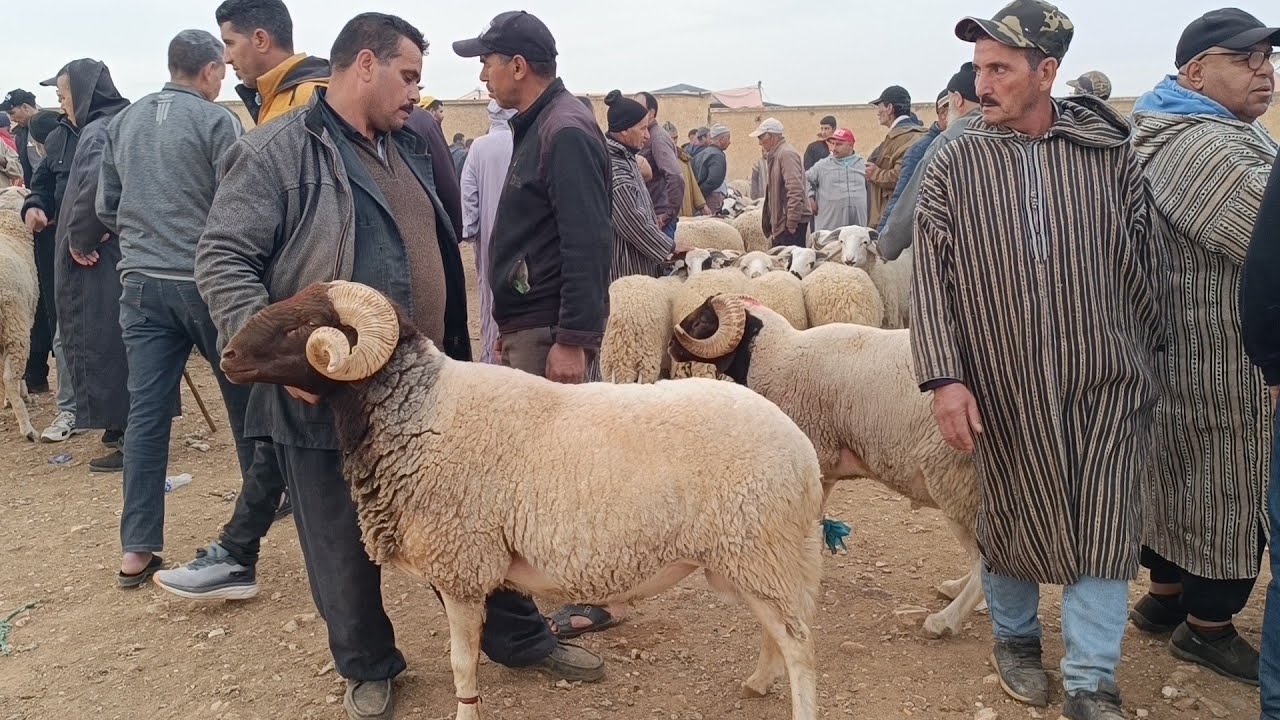 مباشرة من الخميس تاوجطات 13/11/2025 أثمنة الخروف الكسابي والحولي والنعجة والخروفة والماعز فرجة ممتع