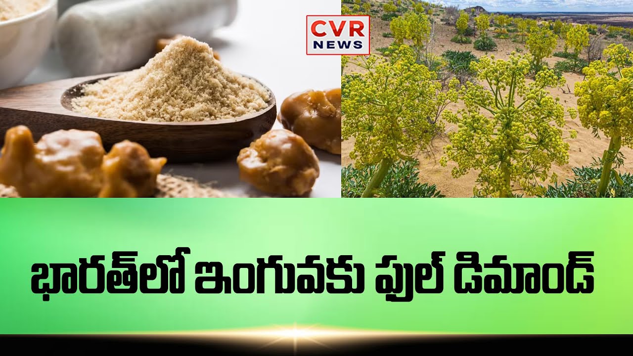 ఐదేళ్ల శ్రమ భారత్ లో ఇంగువ పంట | Hing In Health And Farming | CVR News