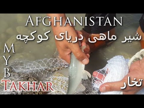 تصویری: ماهی در شیر نارگیل