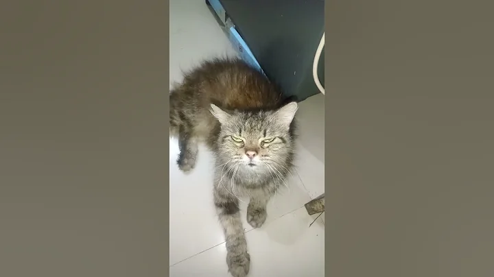 Watch the video about *The sweet sound of a Siberian cat taking it easy meow! #viralvideo #cat #siberiancat #trending
