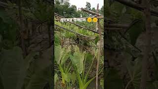 গ্রামের উচ্ছাস 🌞🌞#shorts #shortvideo #shots #youtube #youtubeshorts #short,