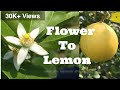 Timelapse lemon flower to lemon farmers son a to z farmersson satisfying timelapse