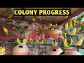 African lovebird colony progress | doosra clutch pehle se achha