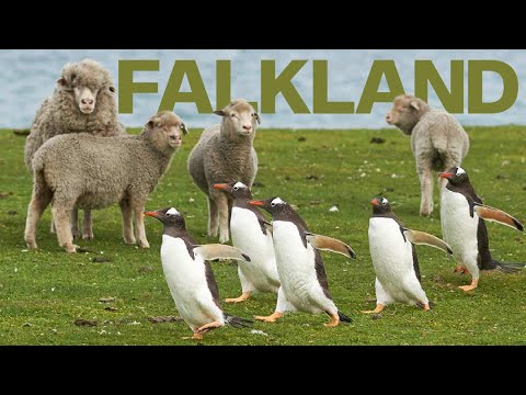 Video: Care este istoria insulelor Falkland?