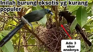 Dapat sarang burung murai Papua burung cantik yg tidak banyak orang tau