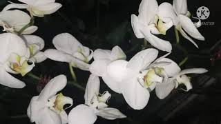Exclusive WHITE ORCHID FLOWERS Details