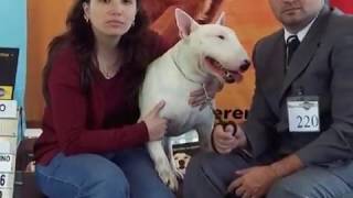 Pisco-Sour, Kimera, Cusi Y Panda Dcossale Bull Terriers