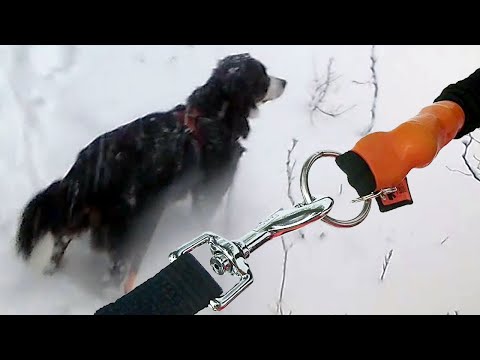 Exhausting DOG HIKE hike with traindee® support - when dog is pulling on the leash