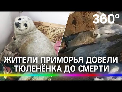 Малыша-тюленя затискали насмерть: найденный на пляже белёк погиб от стресса