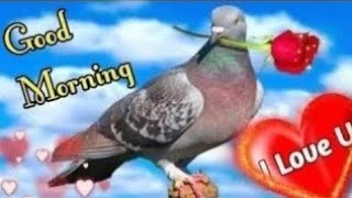 Good Morning  status  , 🌹Good  Morning shayari  , 🌹Good Morning  video, 🌹Good Morning  screenshot 4