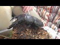 虫友のお宅を訪問してみた#1【コタキン氏飼育種紹介】