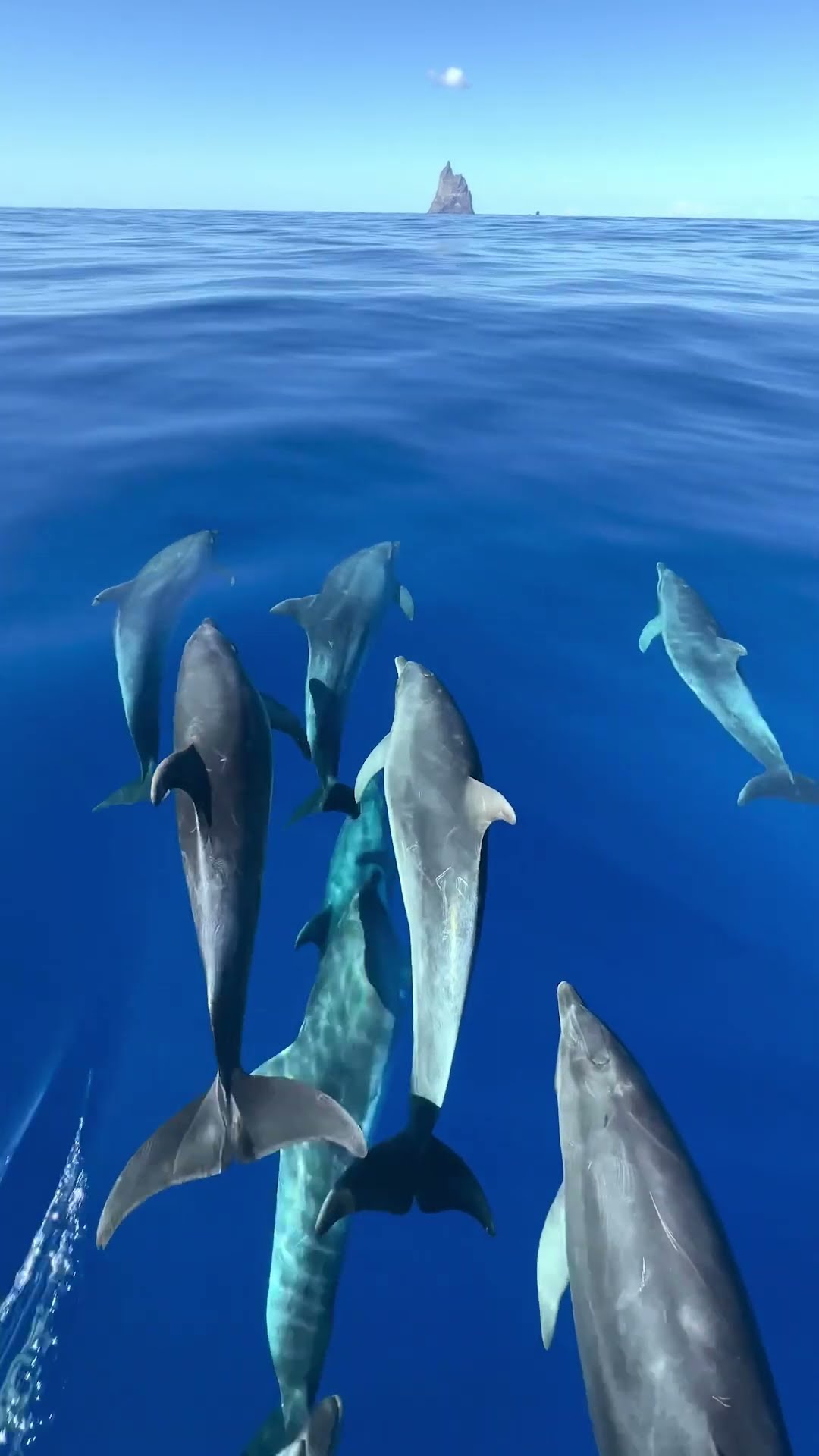 Is there anything more graceful than a leaping group of dolphins? ? ? #Shorts #Dolphins