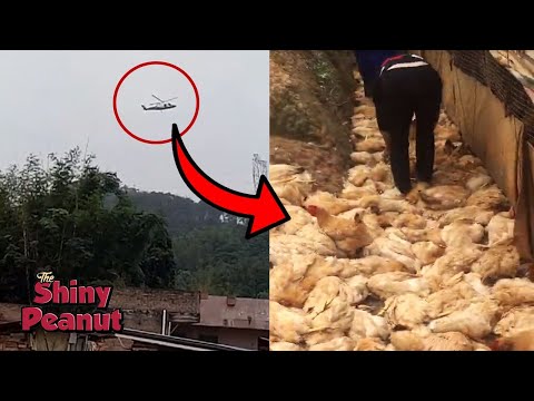 Video: Di Wilayah Chelyabinsk, Serangan Terhadap Ayam Oleh Haiwan Yang Tidak Dikenali Direkodkan - Pandangan Alternatif