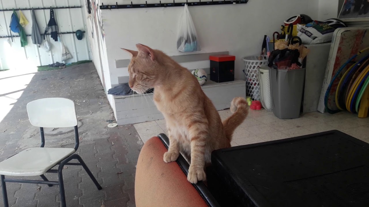 Ray the blind cat YouTube