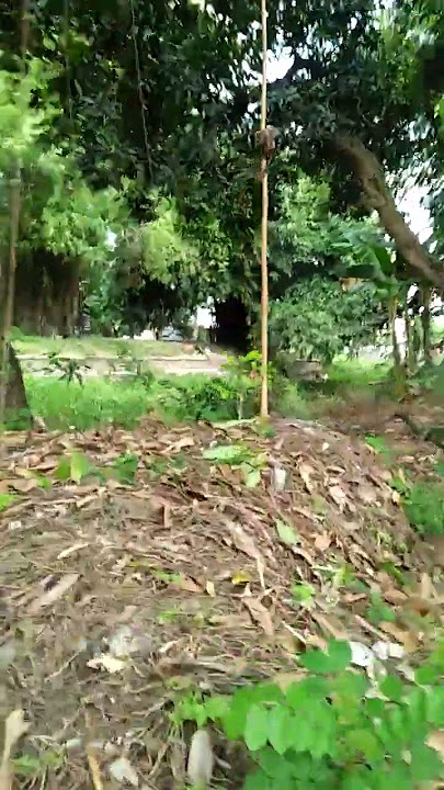 Pikat pakai burung hantu dapat burung baret merah #fyp