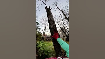 Tree Climber Swings a Log with Precision