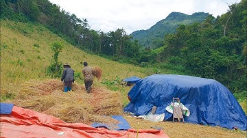13/11/2025 Kwv Tij Hmoob Nyob Toj Siab Pawv Nplej Teb Ep.3