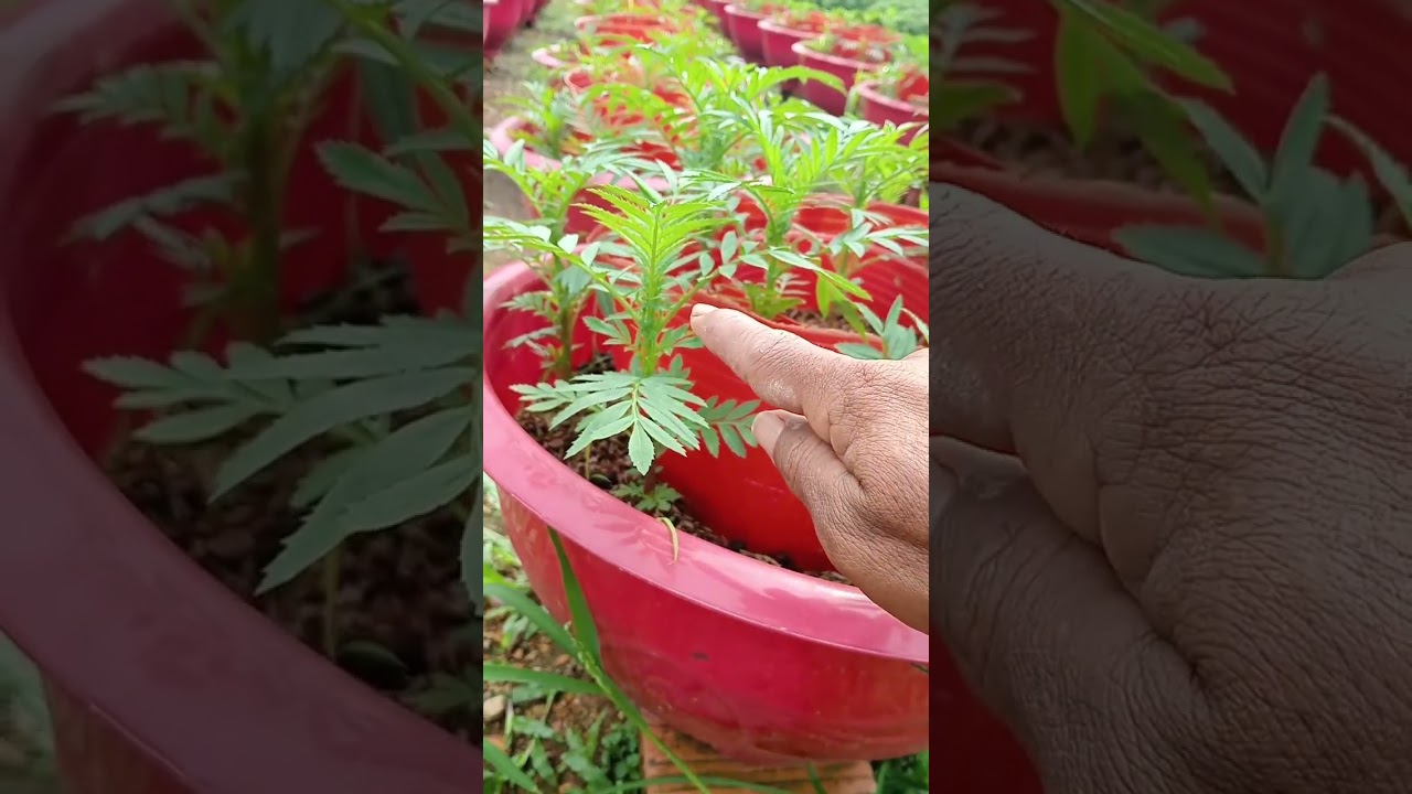 kỹ thuật trồng vạn thọ tháp tầng cần lưu ý - cơ sở nhã hiền