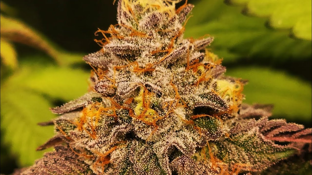 Gelato 33 at flower week 8 day 52 +39 veg & week 5 day 34 +20 veg 😁 pollinated with 90s Blueberry 🫐