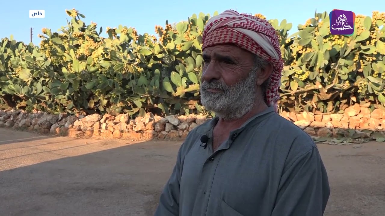 بالصبّار.. مزارع سوري في إدلب يسيج أرضه