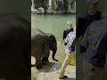 Asian Elephant Calf Linh Mai Goes Swimming For the First Time | July 15, 2026
