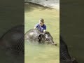 Asian Elephant Calf Linh Mai Goes Swimming For the First Time | July 15, 2026