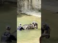 Asian Elephant Calf Linh Mai Goes Swimming For the First Time | July 15, 2026
