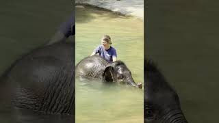 Asian Elephant Calf Linh Mai Goes Swimming For the First Time | July 15, 2026