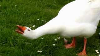 Boze gans / Angry Goose / Gander