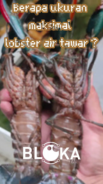 Berapa ukuran maksimal lobster air tawar?