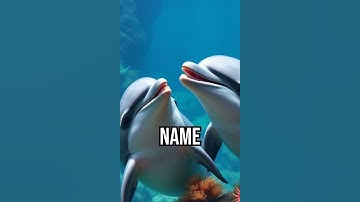 Dolphin Sound Secrets