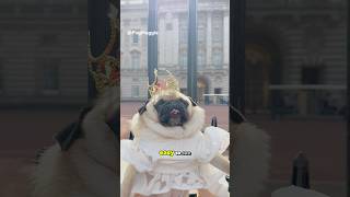 My Pug Maggie Is Not Fat