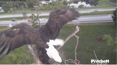 SWFL Eagles ~ M15 & F23 Evening Rendezvous At Nest 💕 Fish Gift & Two Matings! F23 Nest Test 10.18.25