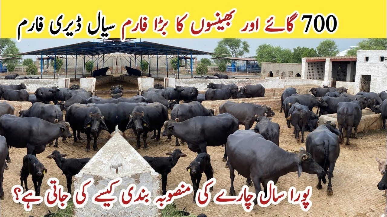 Pakistan Biggest 700 Nili Ravi Buffalo and Cow Dairy Farm ll Merhr Aslam Sial Dairy Farm Khanewal