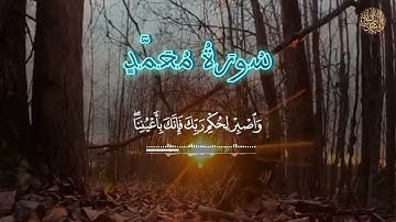 ما تيسر من سورة محمد || تلاوة خاشعة|| القارئ منير نور السلام|| ارح قلبك ❤️