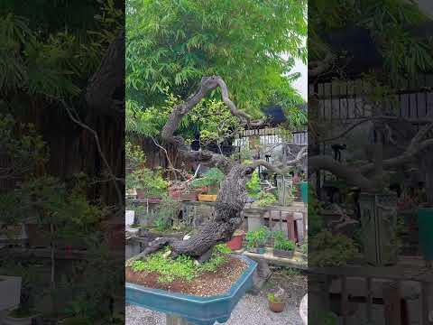 İnsanlar Neden Bu Ağaçların Peşine Düşüyor? 🌲🤔